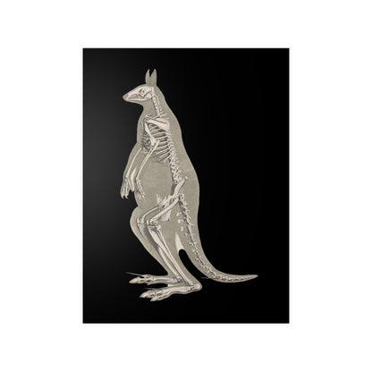 Kangaroo Skeleton Art Print, Vintage Print, Gothic, Educational Art