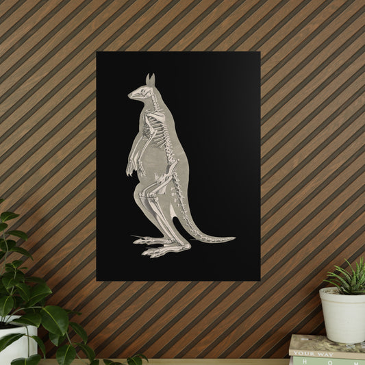 Kangaroo Skeleton Art Print, Vintage Print, Gothic, Educational Art